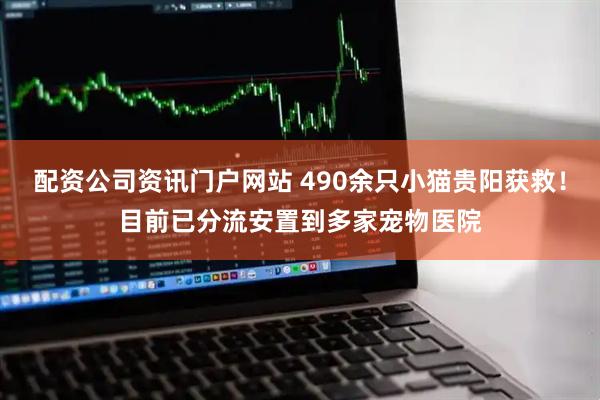 配资公司资讯门户网站 490余只小猫贵阳获救！目前已分流安置到多家宠物医院